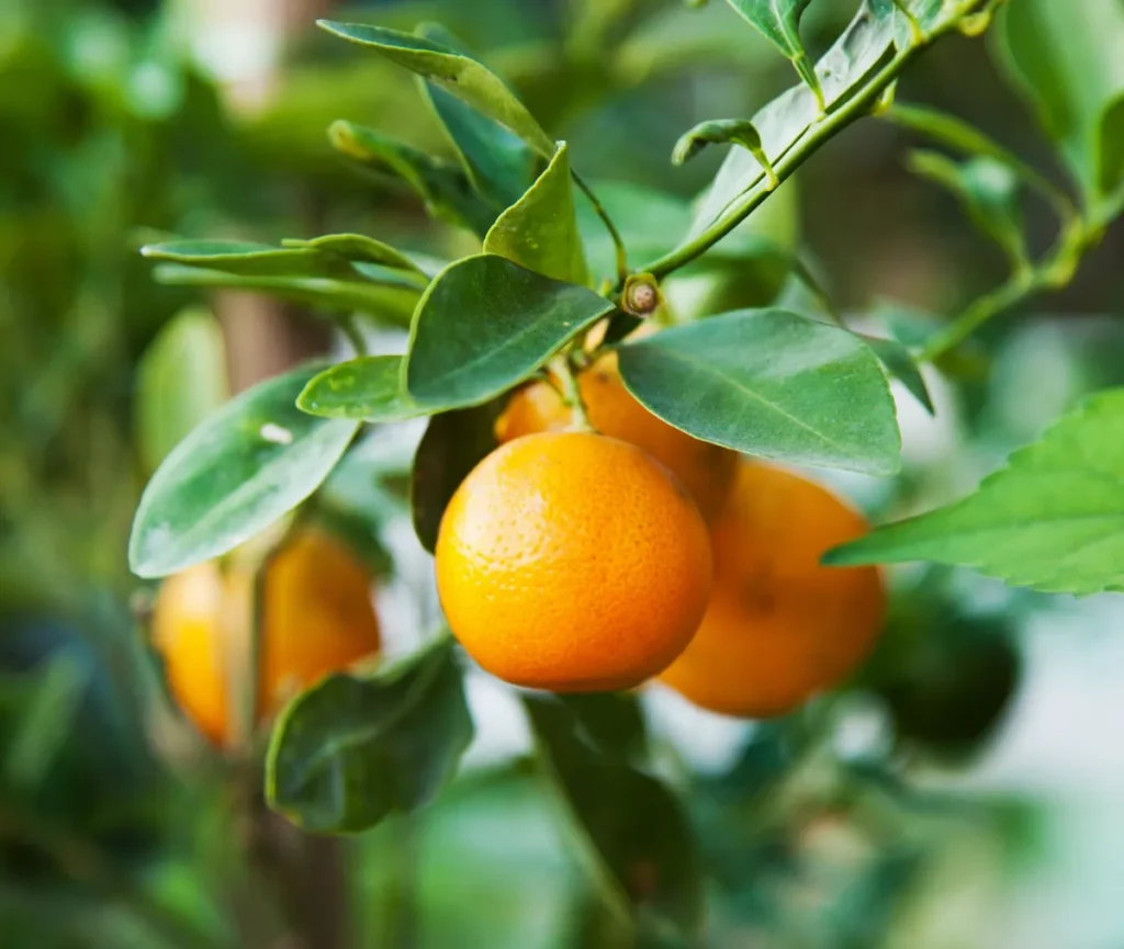 Mandarinenernte