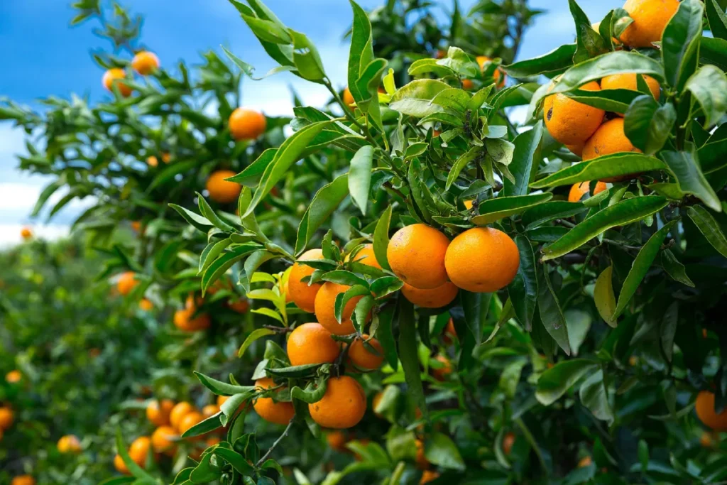 Mandarinenernte